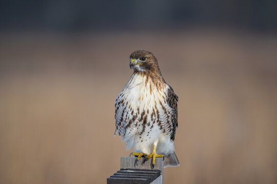 Adult Red-tailed Hawk perched on a wooden fence post in a winter meadow, watching for prey in its natural habitat.