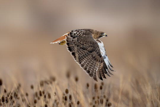 Red-tailed Hawk soaring low above a winter meadow while searching for prey in natural habitat. Wildlife action photograph.