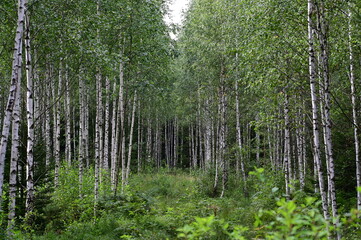 Obraz premium Birch forest