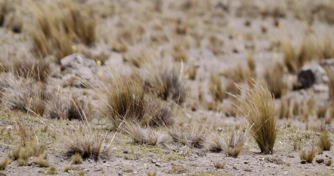 Wind blowing dried bushes highland mountain scenery ecuador chimborazo telephoto