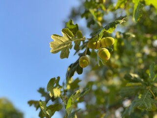 Close-up of green acorns and lobed leaves of Quercus robur (English oak) tree hanging on branch against blue sky. Botanical species in sunny outdoor natural environment during summer daylight. © Bediha Duru Öksüz