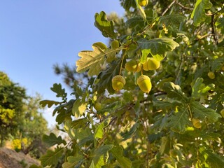 Close-up of green acorns and lobed leaves of Quercus robur (English oak) tree hanging on branch against blue sky. Botanical species in sunny outdoor natural environment during summer daylight. © Bediha Duru Öksüz