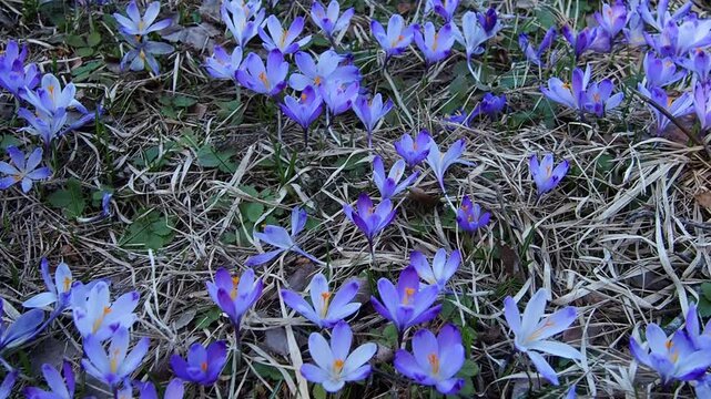 Crocus, genus of seasonal flowering plants in family Iridaceae iris. Saffron crocus sativus. Snow crocus. Naked boys or Naked ladies. Dutch or Common crocus. Forest spring flowers on Zlatibor, Serbia.
