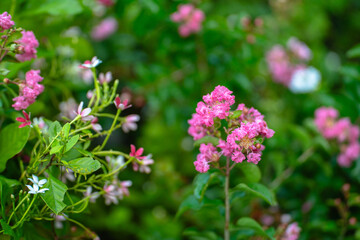 Obraz premium Beautiful pink crape myrtle flowers blooming in a lush garden