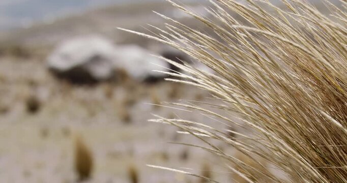 Wind blowing dried bushes highland mountain scenery ecuador chimborazo telephoto