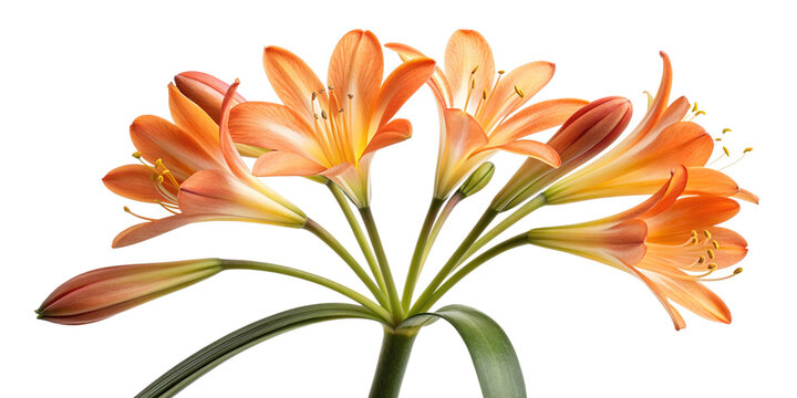cluster of orange clivia flowers on green stem isolated on white background for floral design