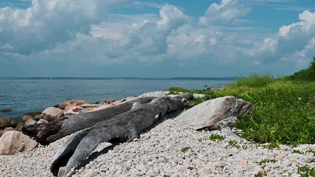 Fishers Island, New York, USA - Driftwood Along Rocky Shoreline