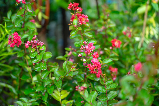 Closeup of vibrant pink crape myrtle flowers blooming on a lush green bush in a garden setting