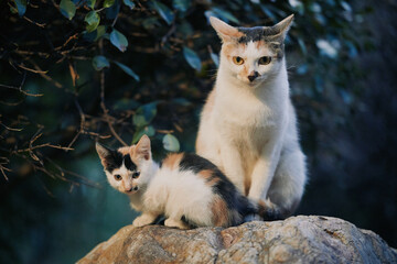 A calico mother cat sits beside her calico kitten on a large rock with foliage in the background. © Nori