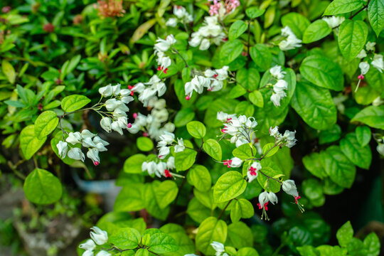 Bleeding heart vine flowers, clerodendrum thomsoniae, with white calyx and red corolla blooming in a lush green garden