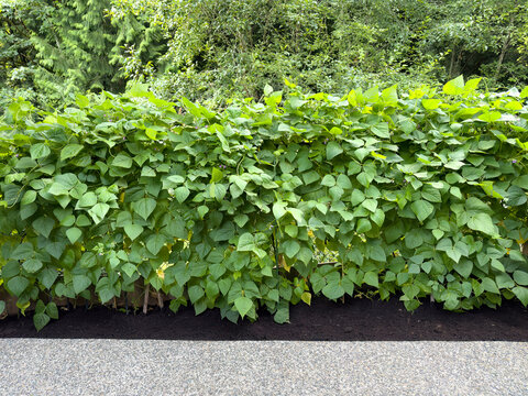 Growing bean pole plants forming a solid fence within the chain link home fence