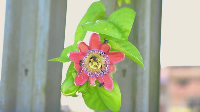 Tiny native stingless bees pollinating a beautiful red passiflora flower in a garden, collecting pollen and nectar from the intricate corona filaments and anthers