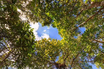 Fototapeta premium Sunburst breaking through a dense mangrove canopy around a bright opening of blue sky and white cloud