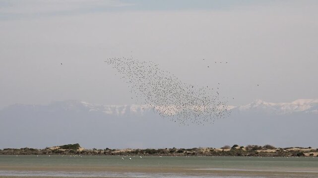 Starling murmuration sweeps above wetland mudflat with snow mountains in background sky.