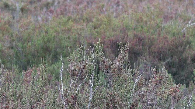 Stonechat bird perches on heathland scrubland branch with alert posture in open habitat.