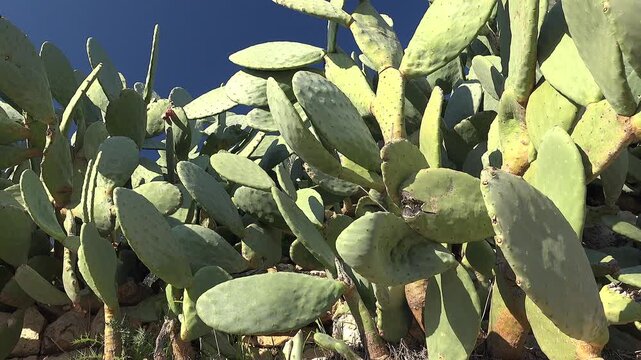 Real natural cactus forest of prickly pear plants growing dense in arid landscape under sun.