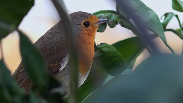 European robin perched on leafy tree branch in daylight, detailed feathers and bright red breast.