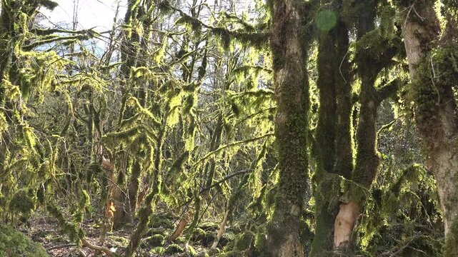 Creepy moss covered boxwood forest creates epic mysterious horror movie atmosphere.