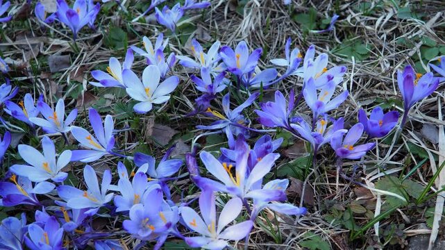 Crocus, genus of seasonal flowering plants in family Iridaceae iris. Saffron crocus sativus. Snow crocus. Naked boys or Naked ladies. Dutch or Common crocus. Forest spring flowers on Zlatibor, Serbia.
