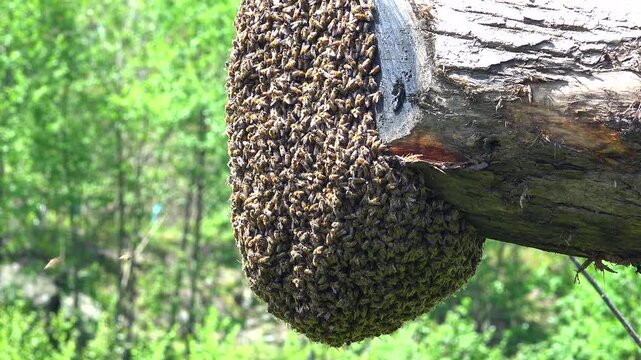 Natural honey bee swarm clustered on tree branch showing wild colony division behavior.