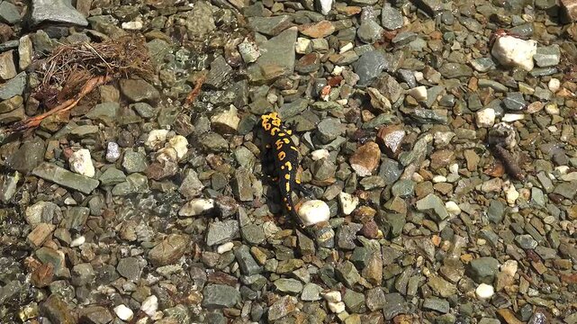 Fire salamander in natural wild stream environment with cinematic lighting and vivid colors.