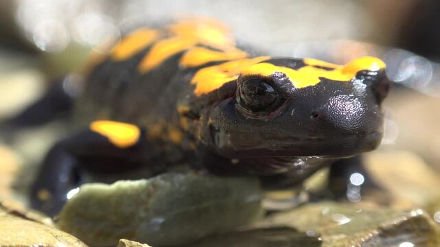 Fire salamander in natural wild stream environment with cinematic lighting and vivid colors.