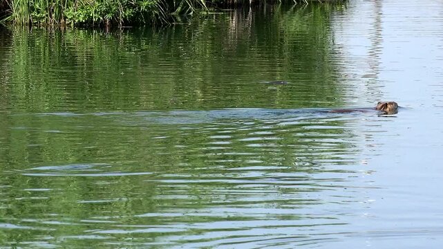 Real wild Nutria (Myocastor coypus) semiaquatic rodent swimming in natural lake habitat.