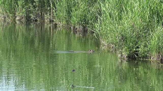 Real wild Nutria (Myocastor coypus) semiaquatic rodent swimming in natural lake habitat.