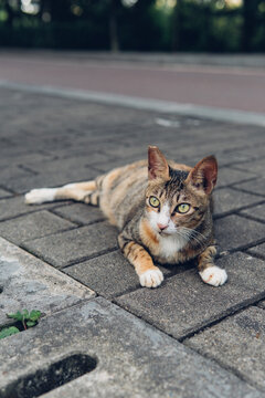 A calico cat with tabby markings lies on a paved outdoor path and looks directly at the camera.