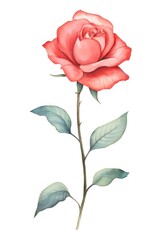 Fototapeta premium Cute watercolor illustration of a jubilee celebration Rose flower rose plant white background.