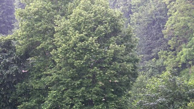 Thunderstorm and heavy rain drench green leafy trees in the woods above tree branch landscape.