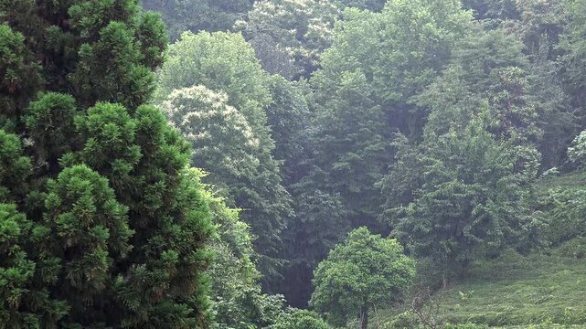 Thunderstorm and heavy rain drench green leafy trees in the woods above tree branch landscape.
