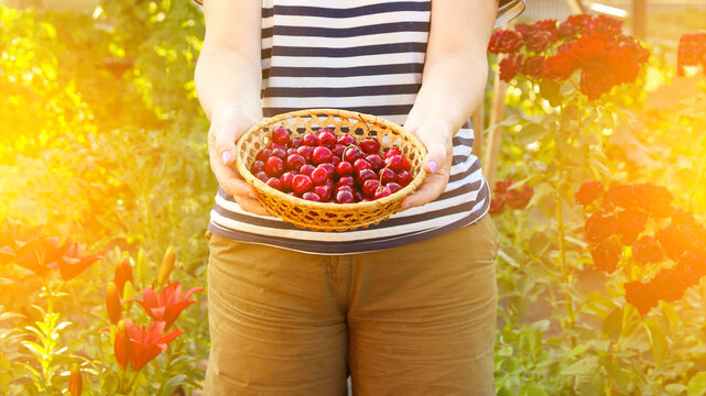 Woman holding a small wicker basket full of freshly harvested red cherries in a sunny garden. Harvesting, horticulture, summer agriculture, and fresh food concept