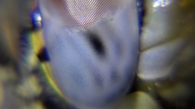 Macro closeup of dragonfly ocular tissue revealing intricate biological structure and texture.