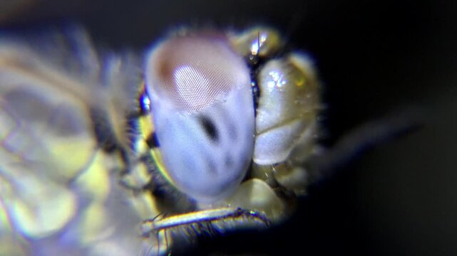 Macro closeup of dragonfly ocular tissue revealing intricate biological structure and texture.