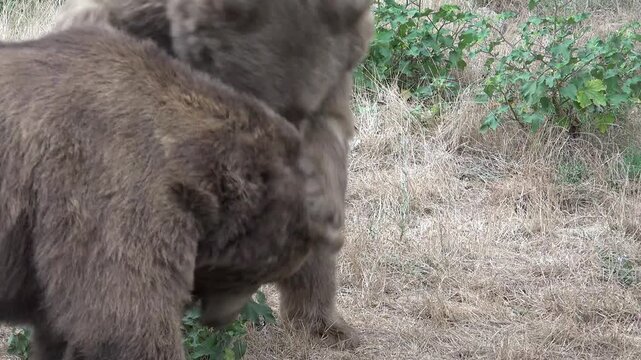 Two grizzly bears fight fiercely in forest wilderness as a brutal dominance battle erupts.