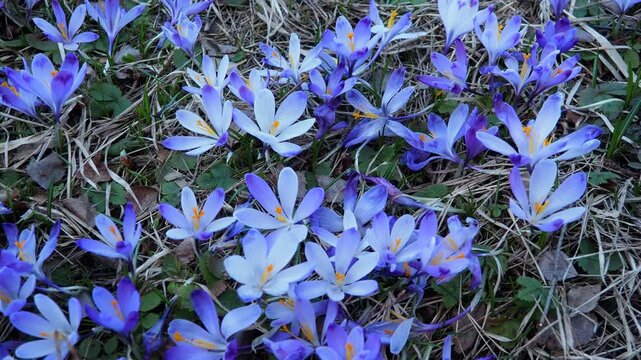 Crocus, genus of seasonal flowering plants in family Iridaceae iris. Saffron crocus sativus. Snow crocus. Naked boys or Naked ladies. Dutch or Common crocus. Forest spring flowers on Zlatibor, Serbia.