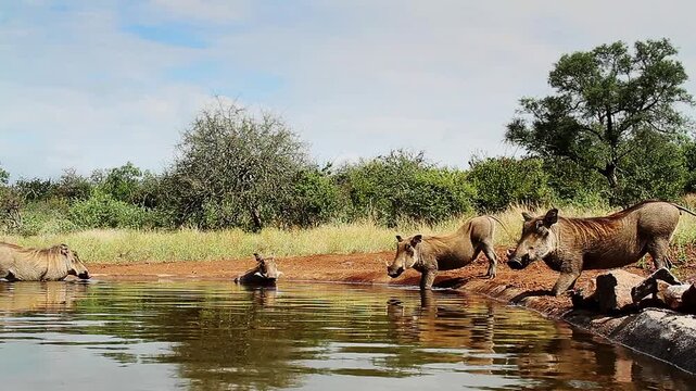 Common warthog famlily drinking and bathing in waterhole in greater Kruger National park, South Africa ; Specie Phacochoerus africanus family of Suidae
