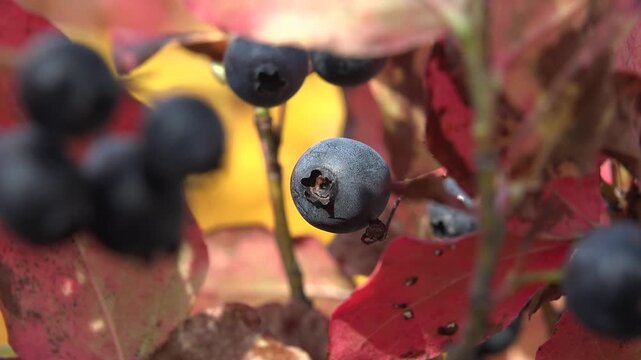 Wild organic blueberry fruit on branch during autumn harvest within plant flora habitat.
