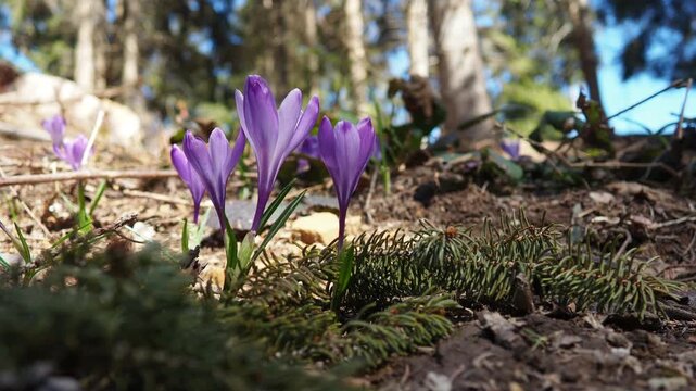 Crocus, genus of seasonal flowering plants in family Iridaceae iris. Saffron crocus sativus. Snow crocus. Naked boys or Naked ladies. Dutch or Common crocus. Forest spring flowers on Zlatibor, Serbia.
