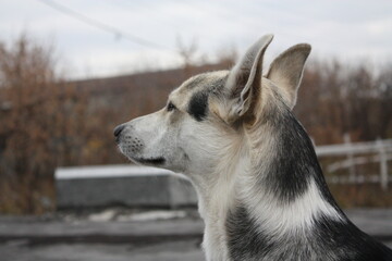 Close up profile portrait of a black and white mixed breed dog looking forward outdoors.  © Nat Po