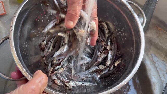 Authentic domestic kitchen scene showing fresh raw whole Aegean sea sardines dripping water in a metal strainer promoting a highly nutritional traditional seafood diet rich in healthy omega 3.
