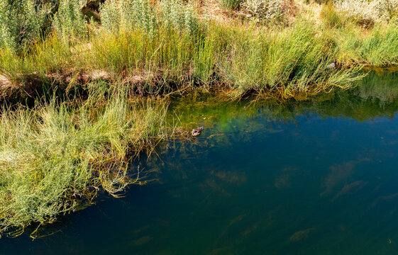 Foto de Pato silvestre en el Rio Loa - Desierto de Chile