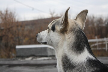 Side view profile portrait of a black and white mixed breed dog looking forward on a gray background outdoors.  © Nat Po