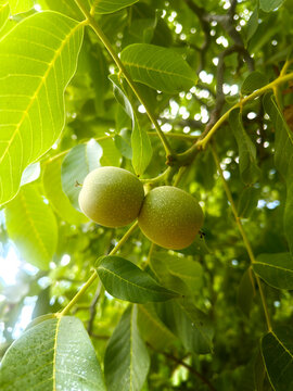 Unripe, green-shelled walnuts on the tree, among the leaves 
