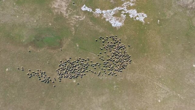 Aerial view shows a sheep flock and shepherd dog crossing a treeless steppe.