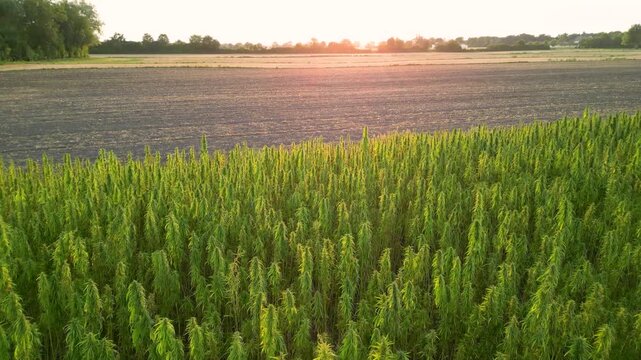 Marihuana cannabis field upwards tilting drone footage during sunset on German rural farm