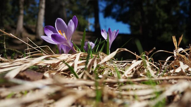 Crocus, genus of seasonal flowering plants in family Iridaceae iris. Saffron crocus sativus. Snow crocus. Naked boys or Naked ladies. Dutch or Common crocus. Forest spring flowers on Zlatibor, Serbia.
