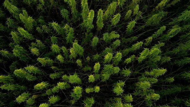 Marihuana closeup top down view drone view on farm production crop field