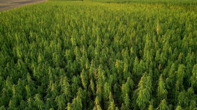 Hemp field upwards drone tilt during sunset in golden light